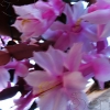 Flushy pink